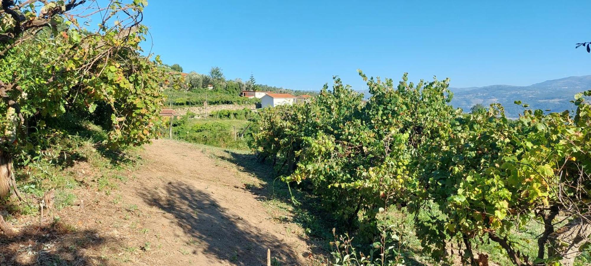 Quinta Dos Castros Douro Villa Baião Exteriör bild