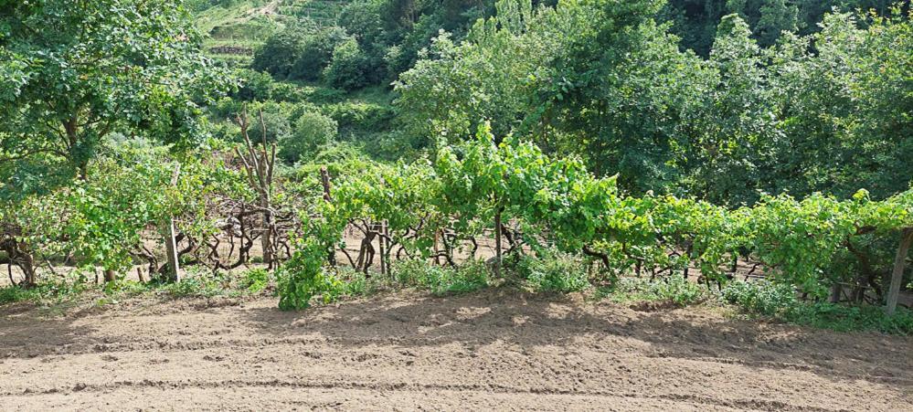 Quinta Dos Castros Douro Villa Baião Exteriör bild